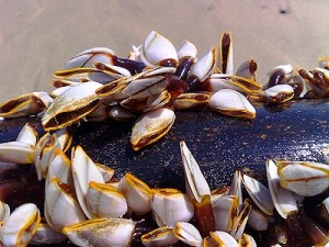 conha 300x225 - Món canh hà đậm đà hương vị biển ở Hạ Long