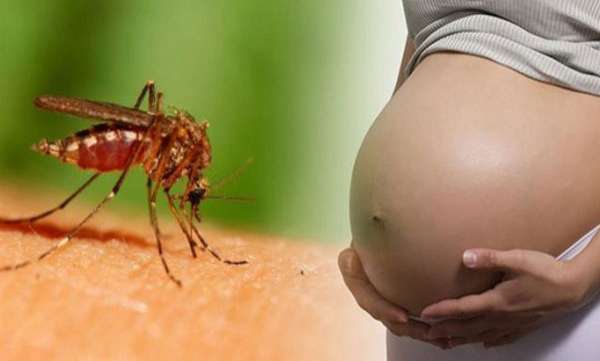 ba bau 3 thang dau - Bà bầu 3 tháng đầu cần làm gì để bảo vệ bản thân trước dịch virus Zika?
